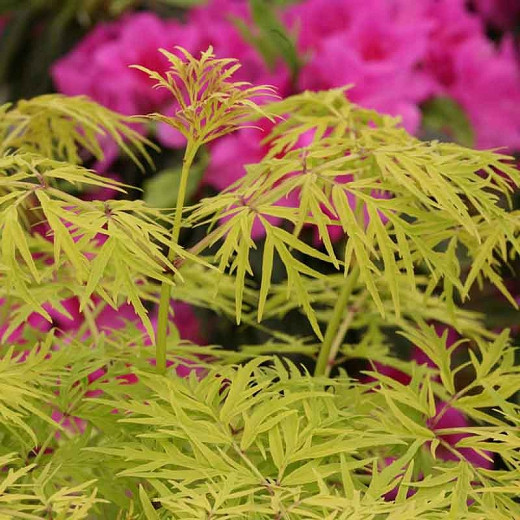 Sambucus racemosa Lemony Lace® (Elderberry)